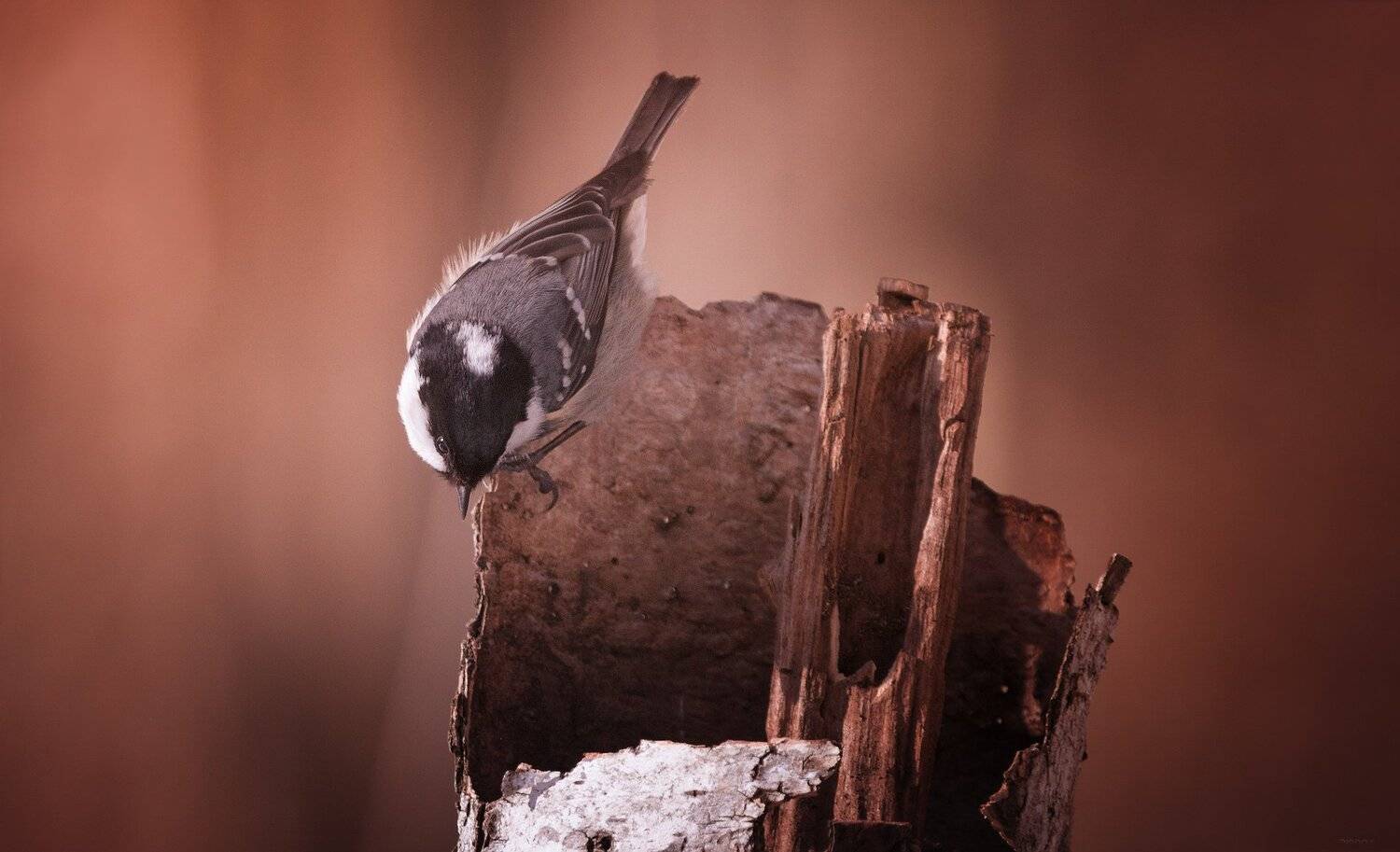 природа, лес, животные, птицы, Дмитрий Посевич
