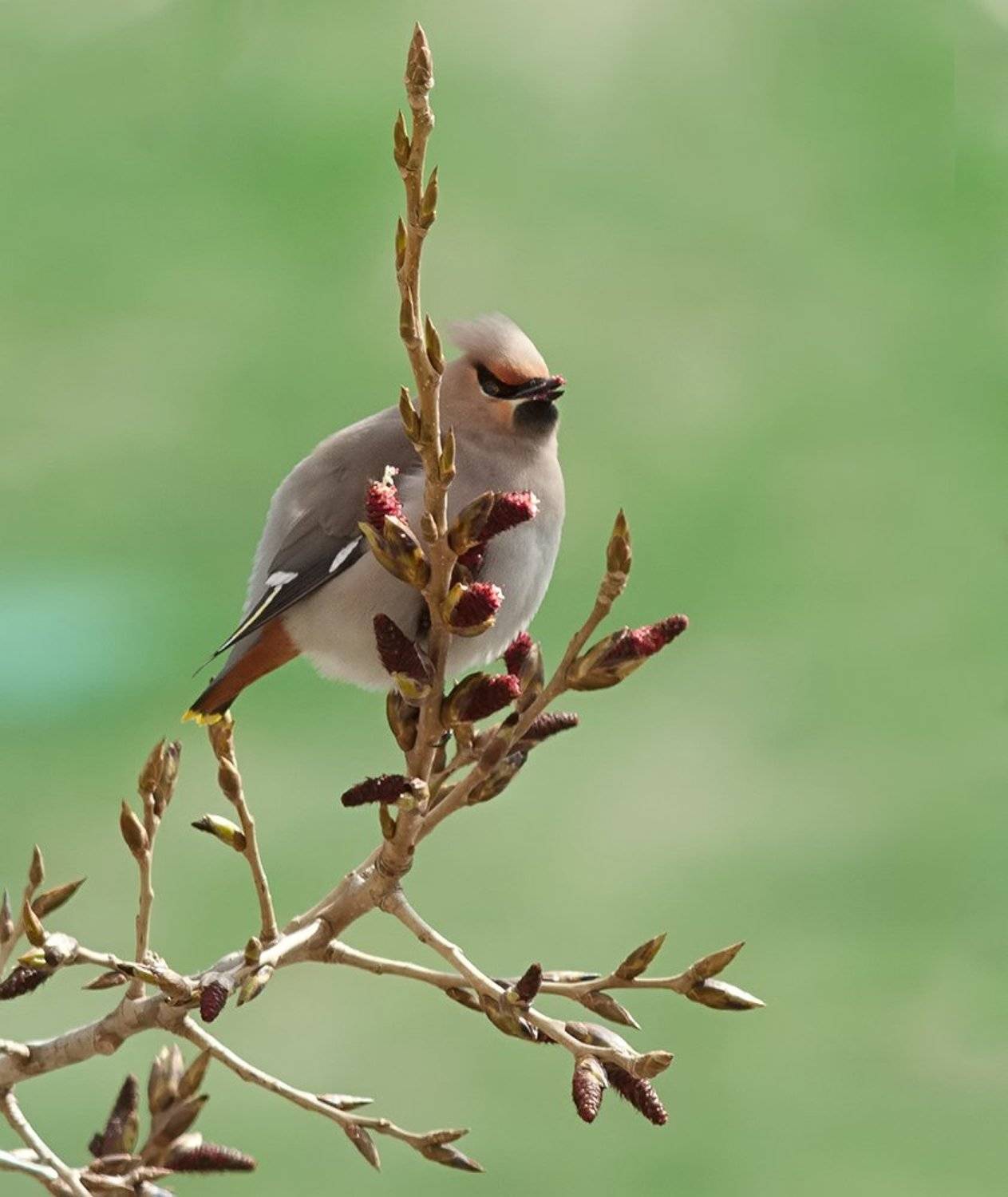 свиристель, Alexey Gnilenkov