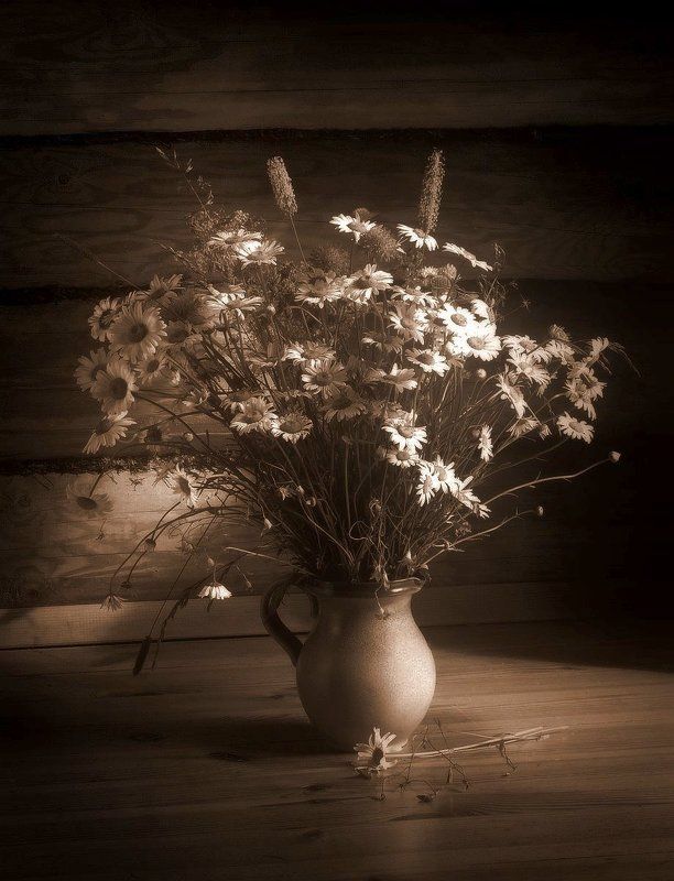 Полевые фото превью