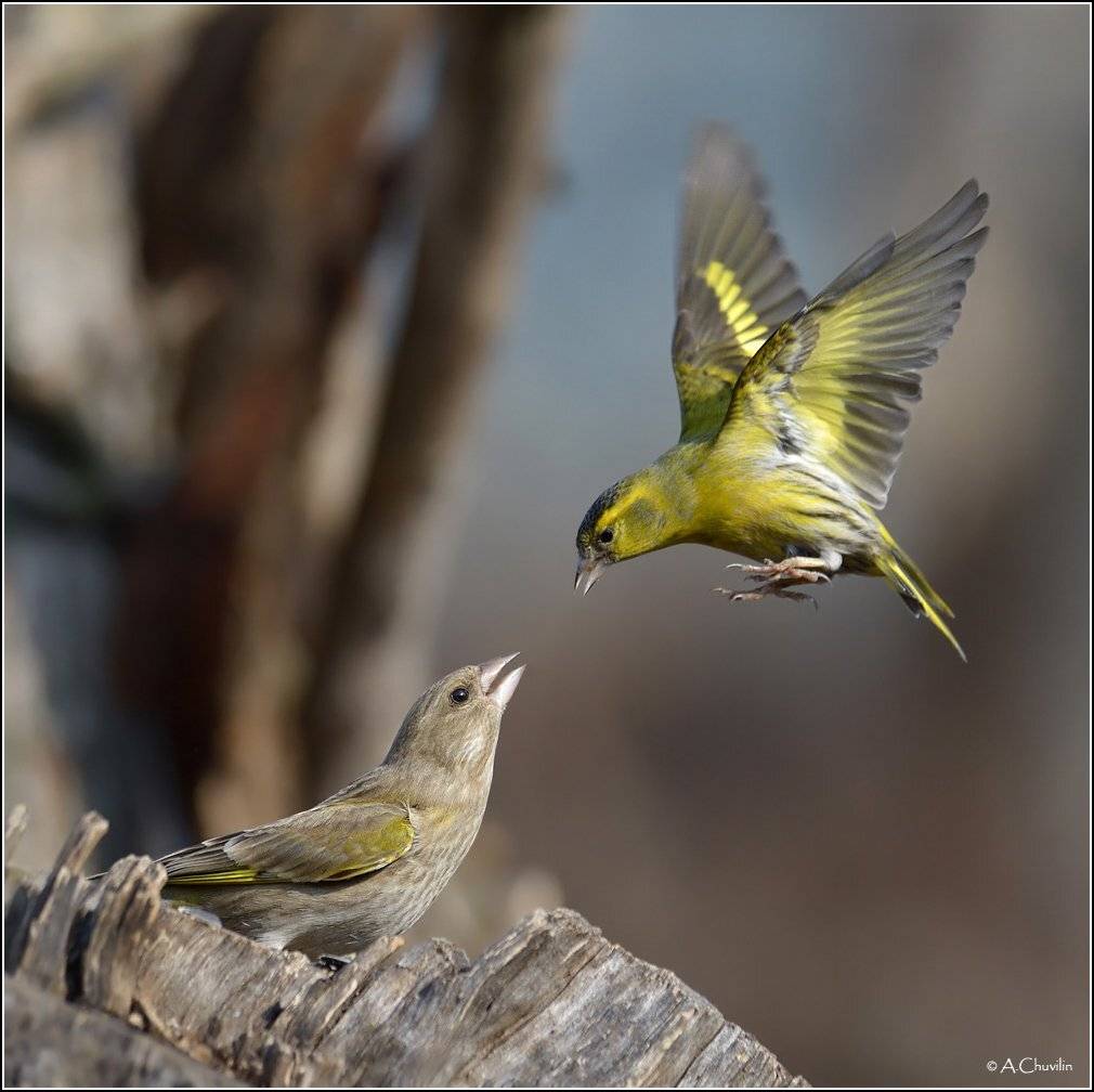 чиж,отчаянный,зеленушка,атака, Александр Чувилин