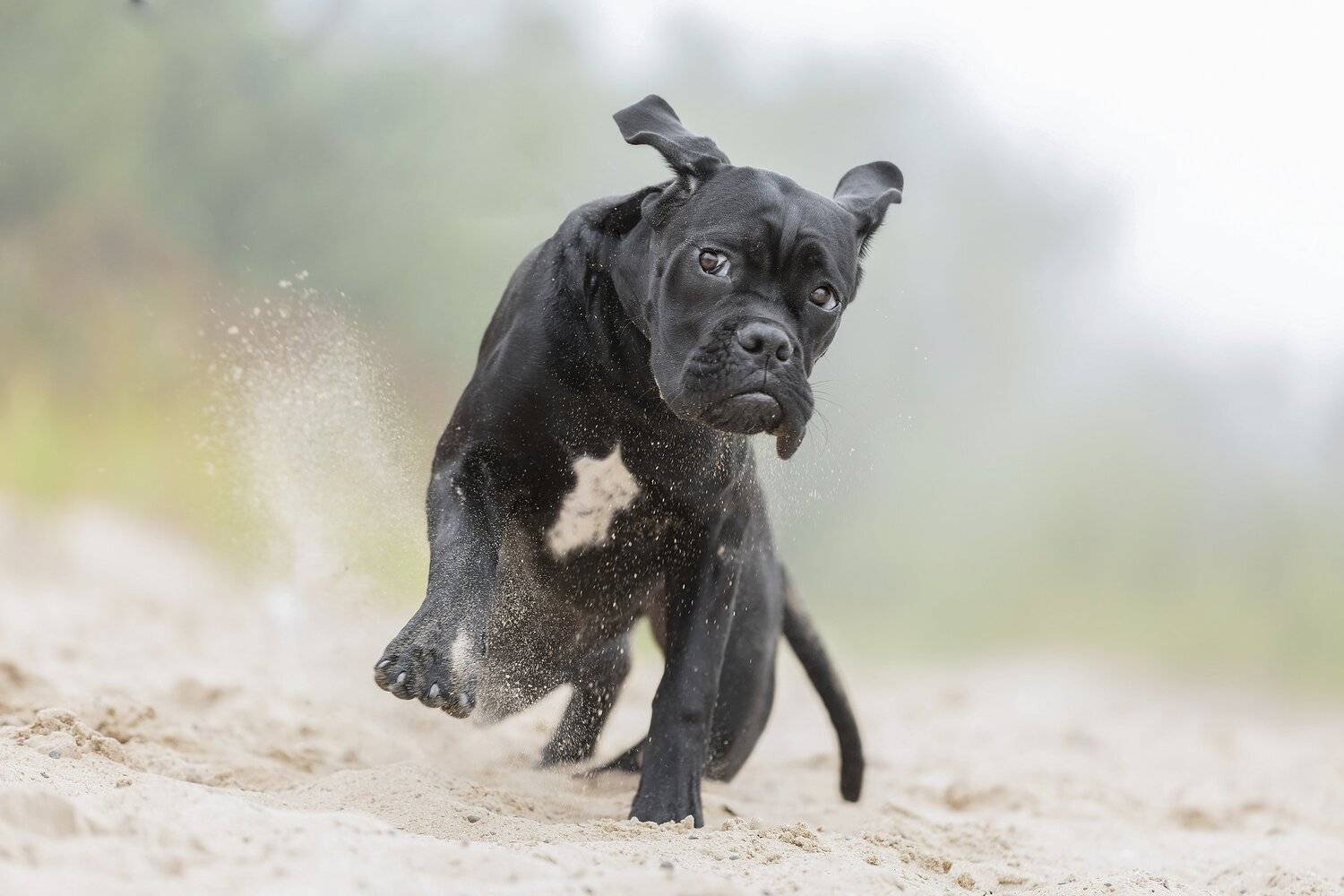 собака, щенок, динамика.., Светлана Писарева