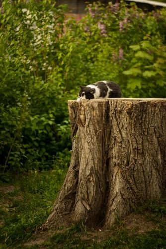 как в сказке,да не совсем