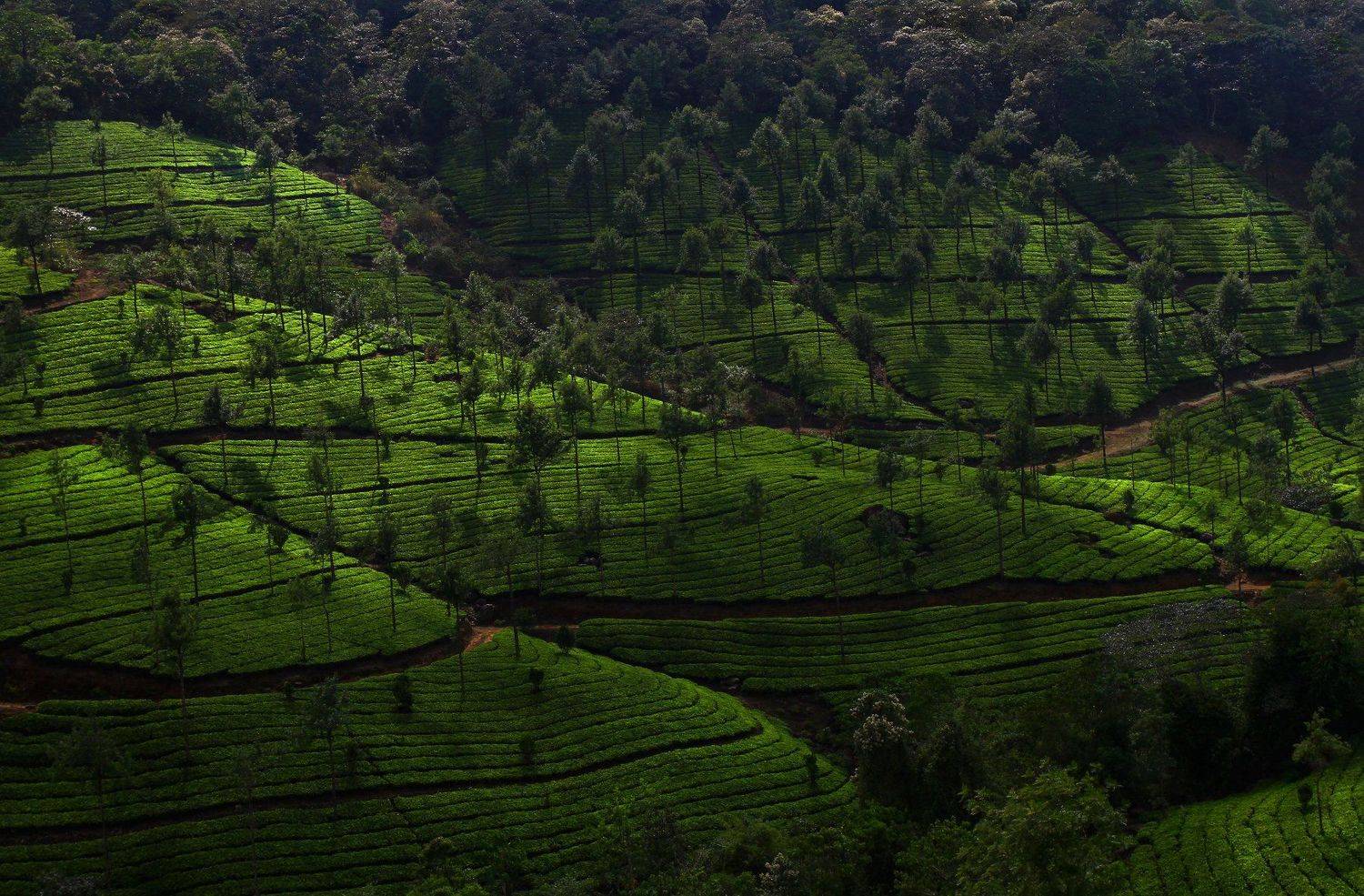 , Anastasia Kosareva