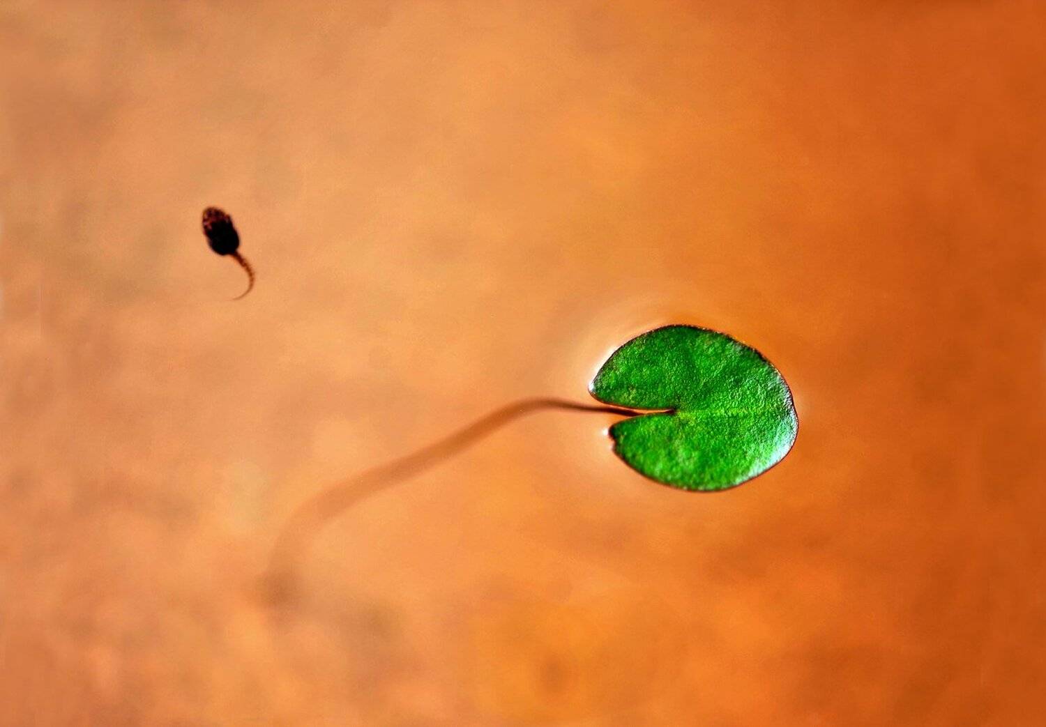 Lotus pond, CHOI  JEONG KYU