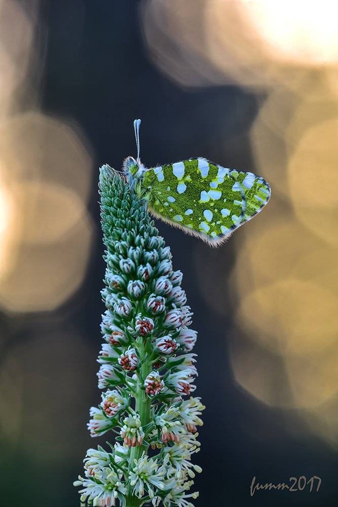 , Игорь ФУММ