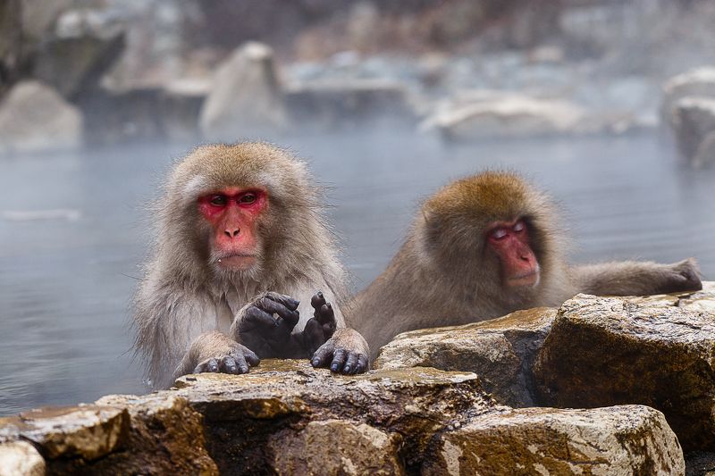 Спа для макак фото превью