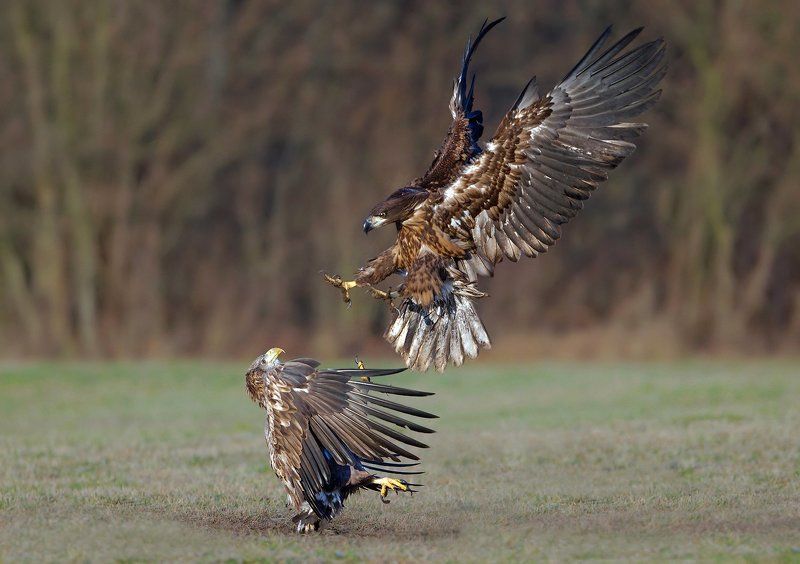 attack фото превью