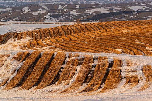Золотая апрельская полосатость