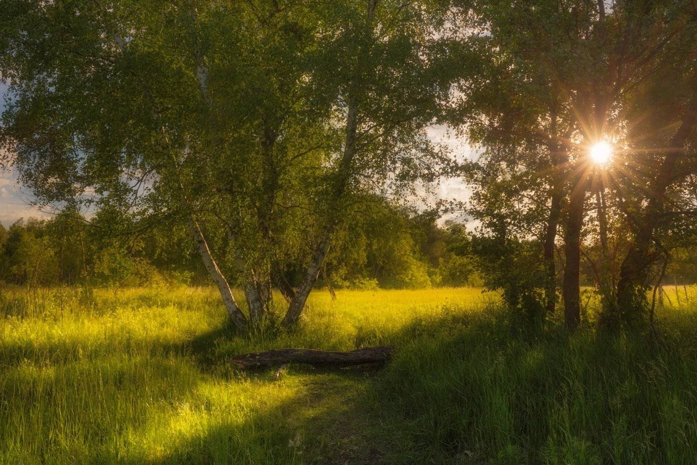луг, берёзы, вечер, солнце, Галанзовская Оксана