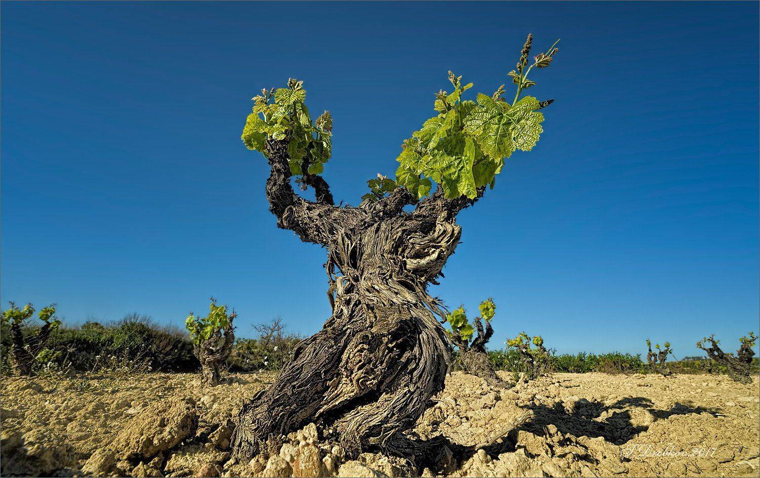 виноградник, небо, весна, Sergey Drobkov