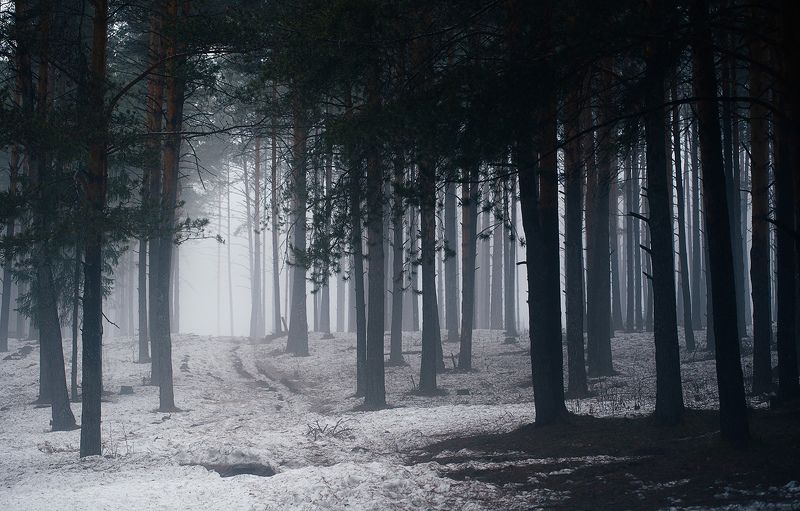 туман, лес, природа, златоуст, канатка, весна Весенний туманный лес фото превью