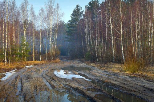Чем дальше в лес, тем больше снега