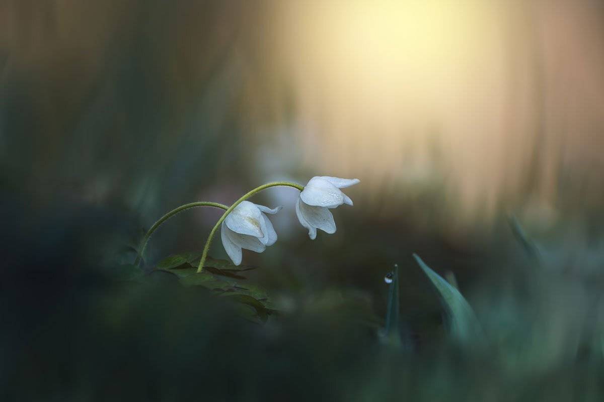 , Шинкарева Елена