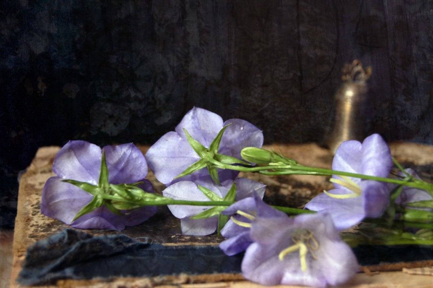 колокольчик, натюрморт, Ирина Курмалеева