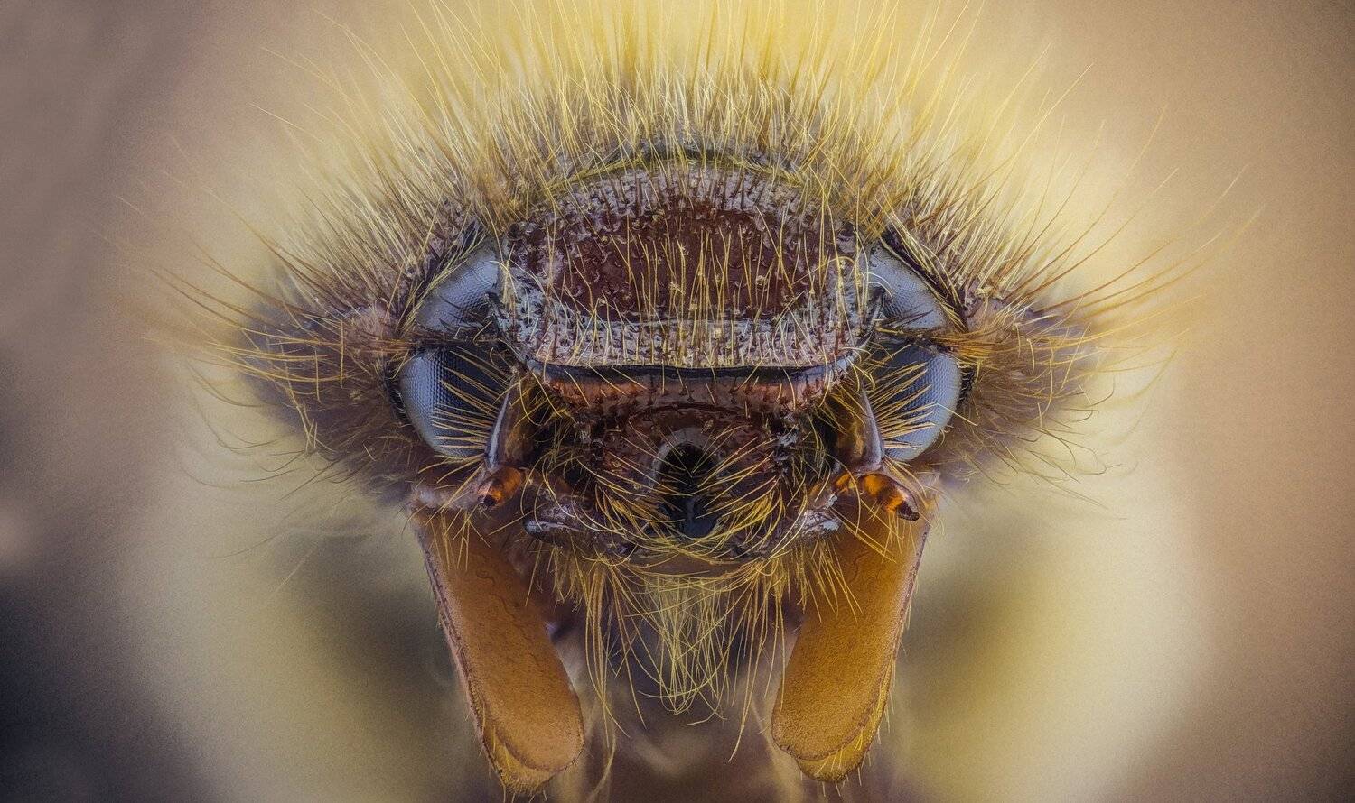 ceclii,macro,lgg4, extremmacro,  макро, Tsvetan Ganev