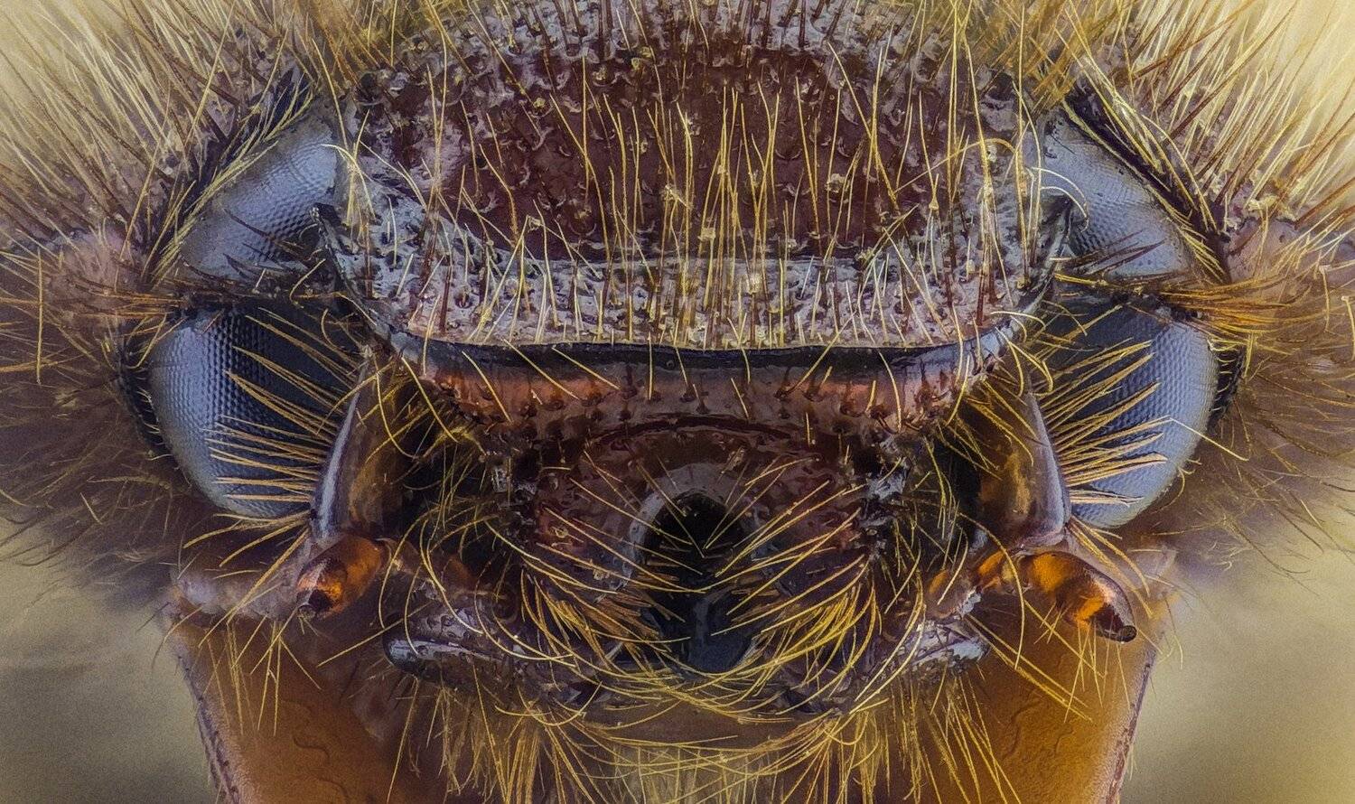 ceclii,macro,lgg4, extremmacro,  макро, Tsvetan Ganev