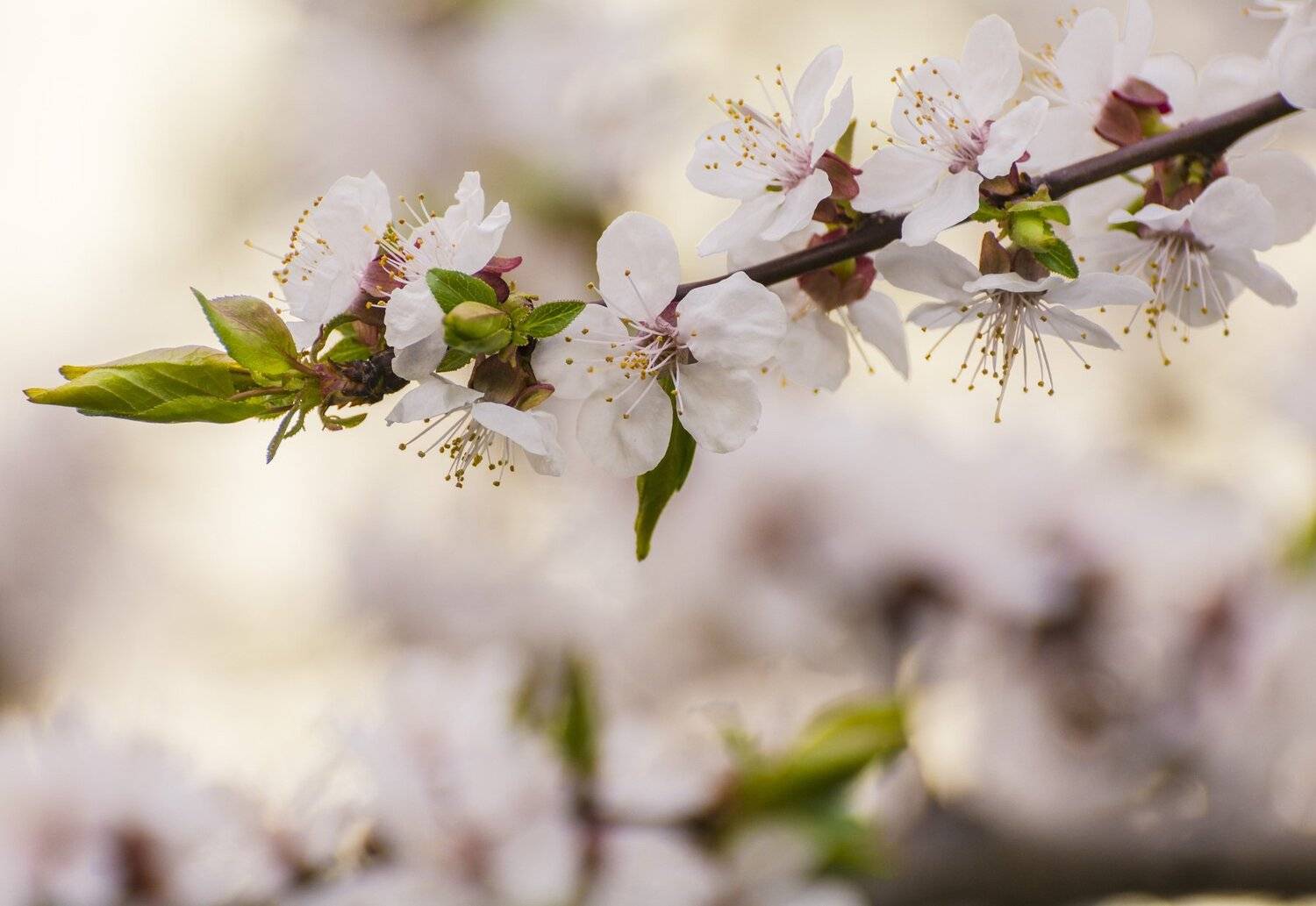 , Юрий Пужалин