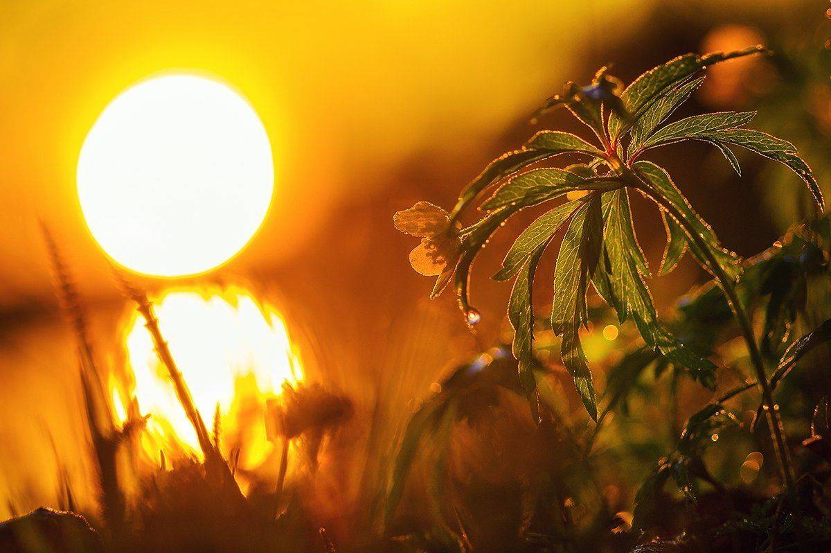 цветы весна солнце закат роса, Марина Мурашова