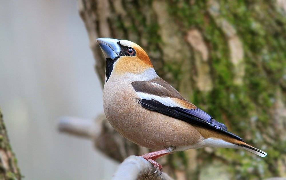 , Михаил Крюков