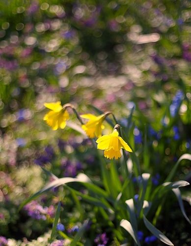 Daffodils