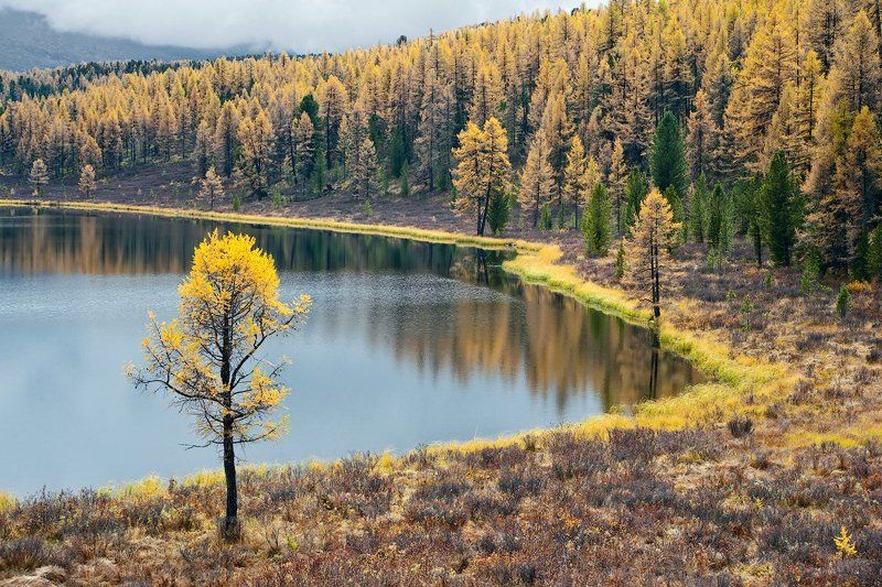 лиственницы, осень, отражения, горный алтай, озеро киделю 3 х 3 ... или Трижды Триптих ... фото превью