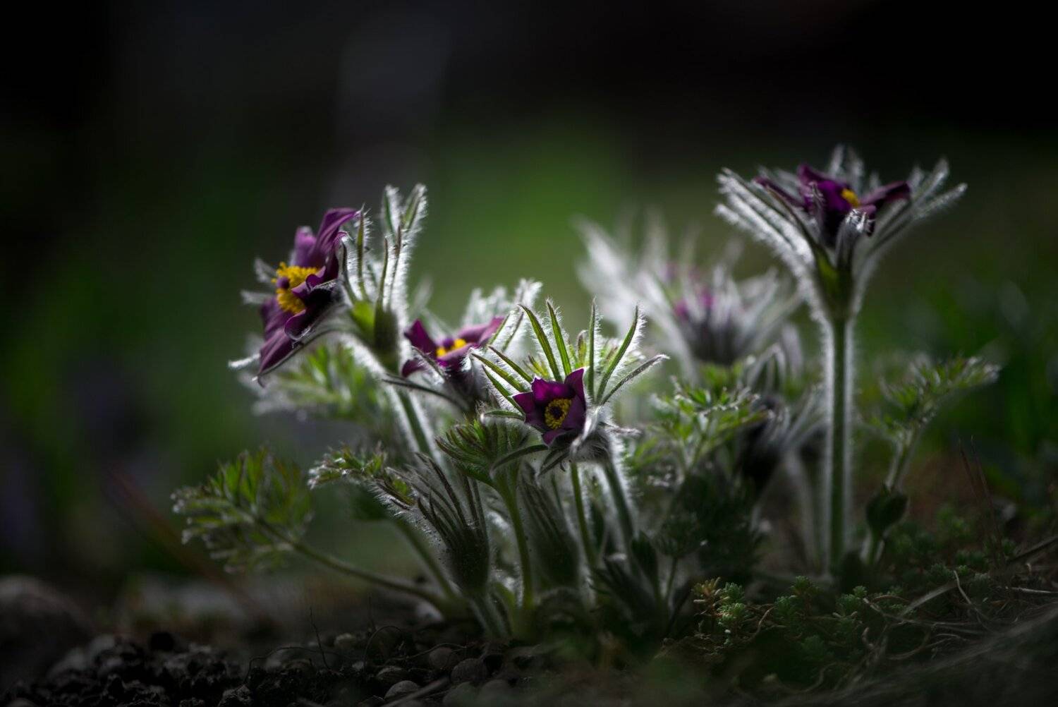 природа, макро, весна, цветы, прострел, Неля Рачкова
