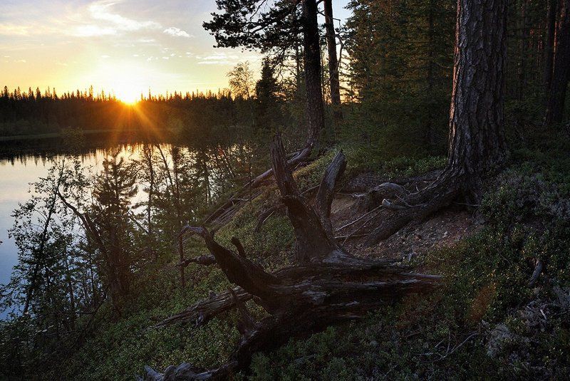 кольский, умба, закат, река, сосна Закат на Умбе фото превью