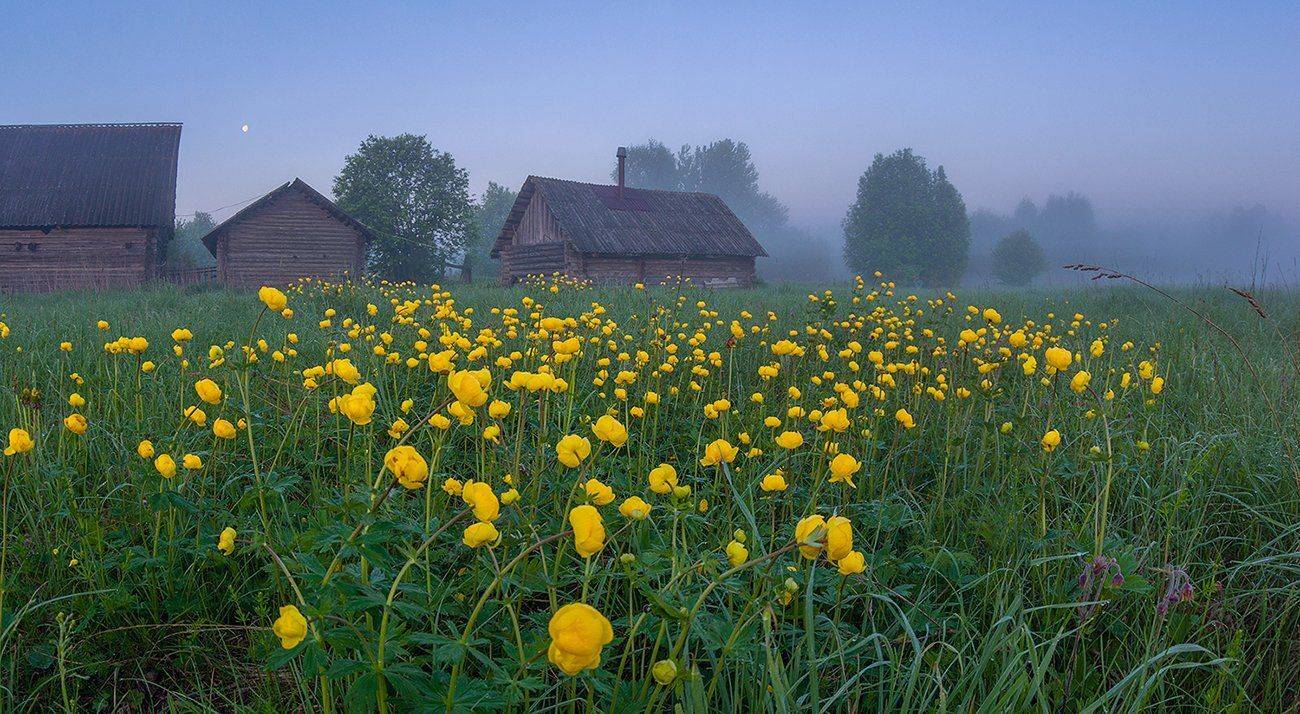 туман купальницы деревня утро рассвет, Марина Мурашова