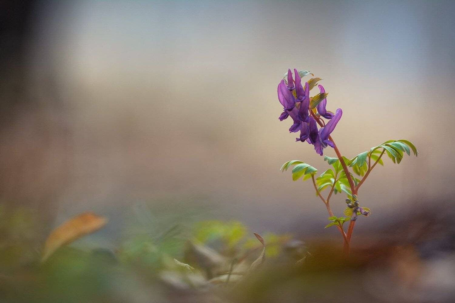 , Кузнецов Дмитрий