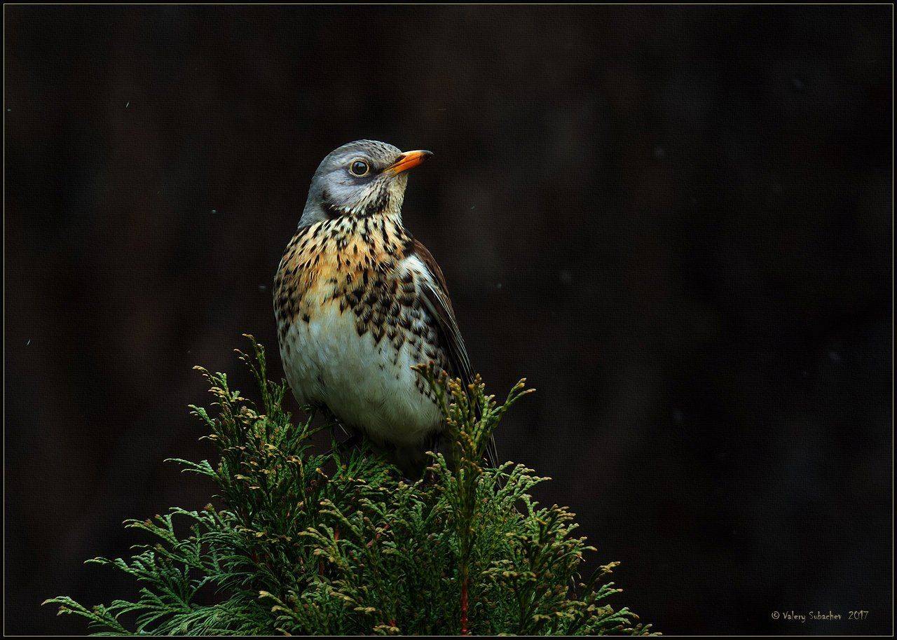 , Валерий Субачев