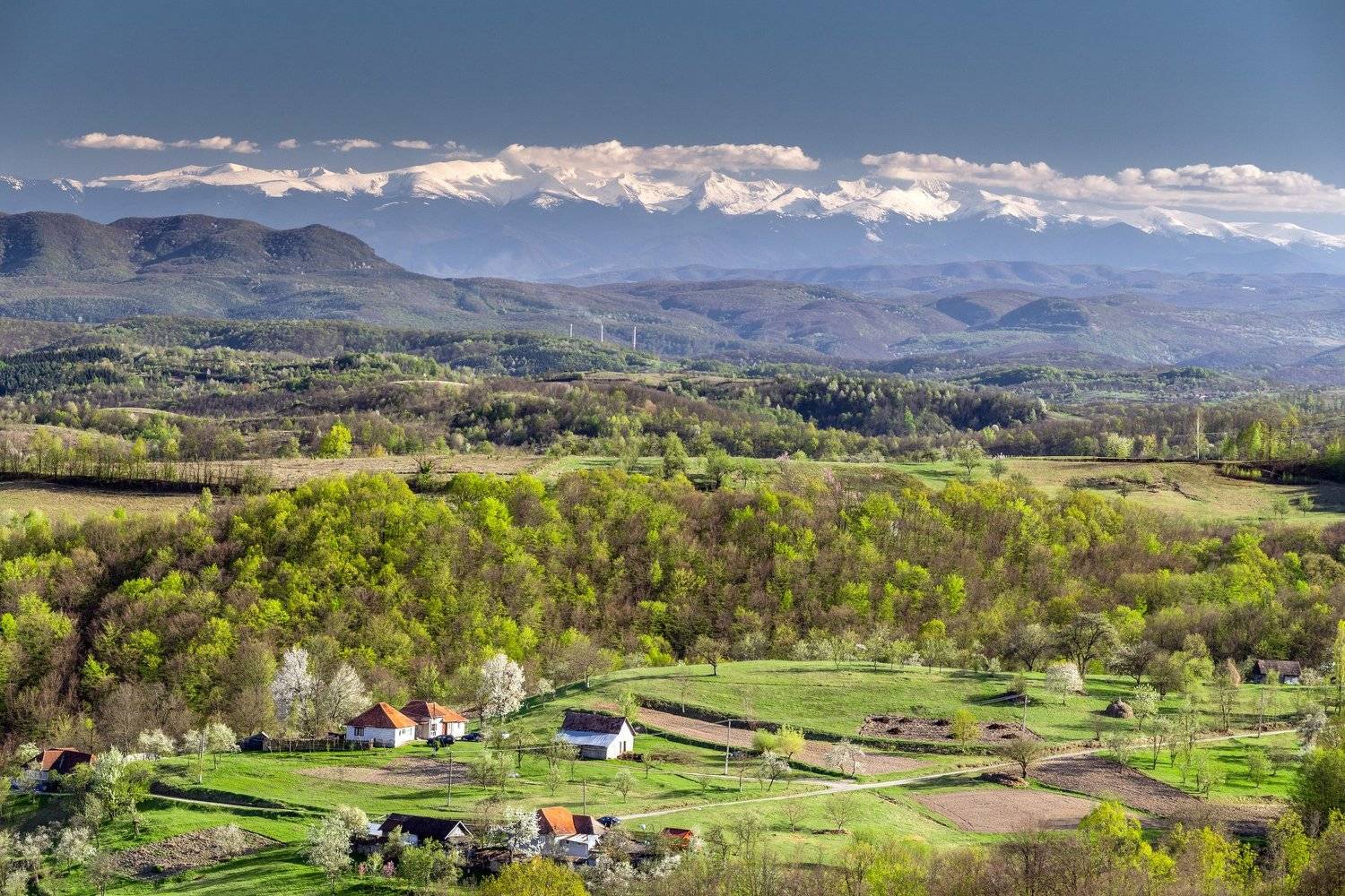 spring,flowers,colors,nature,romania,, Marius Turc