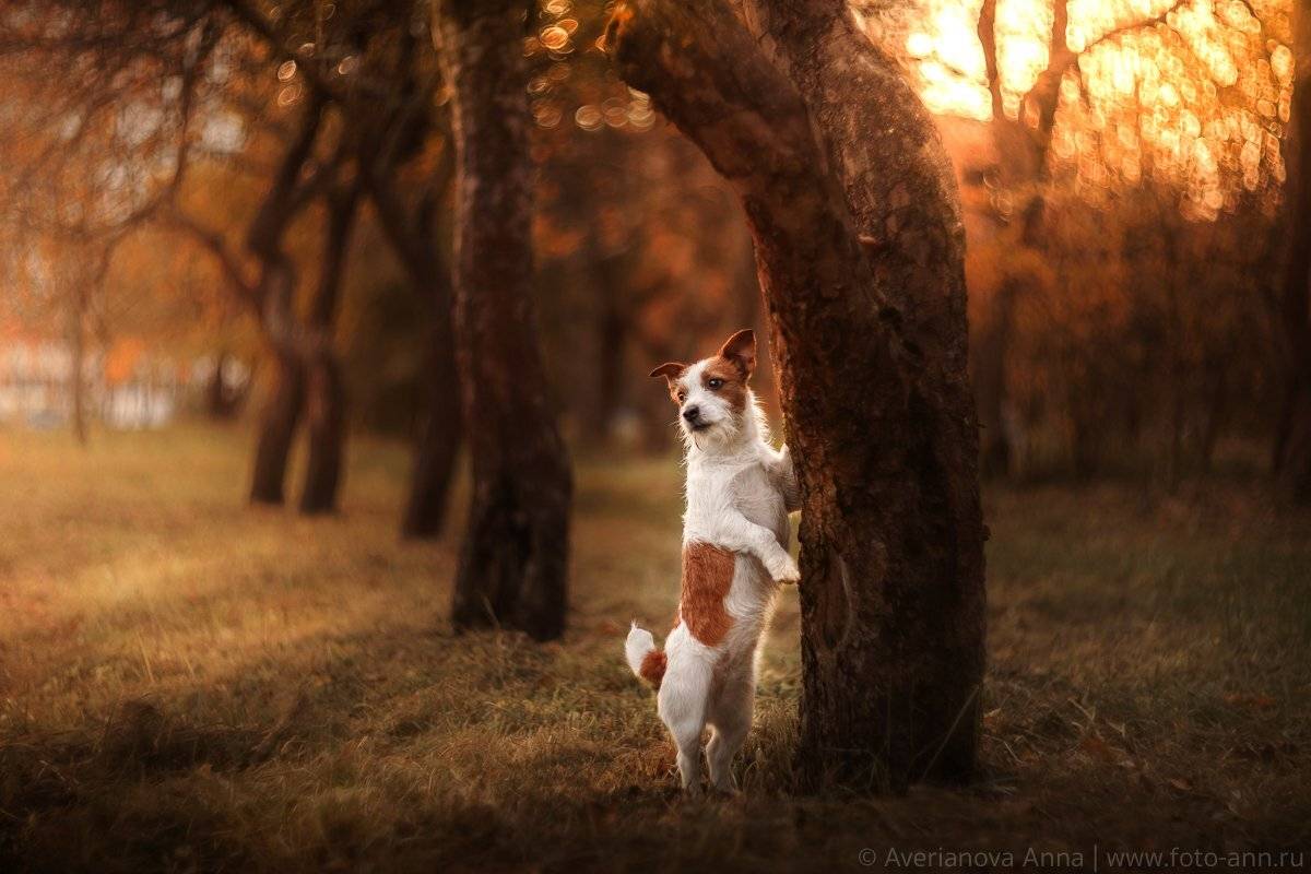 собака, природа, парк, Анна Аверьянова