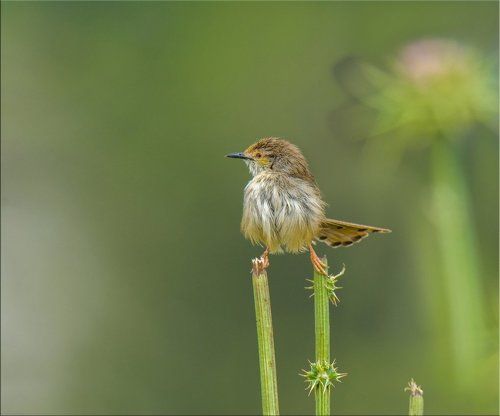 Так вот оно какое, чудо в перьях!
