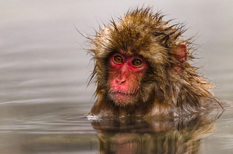 Что-то приуныл фото превью