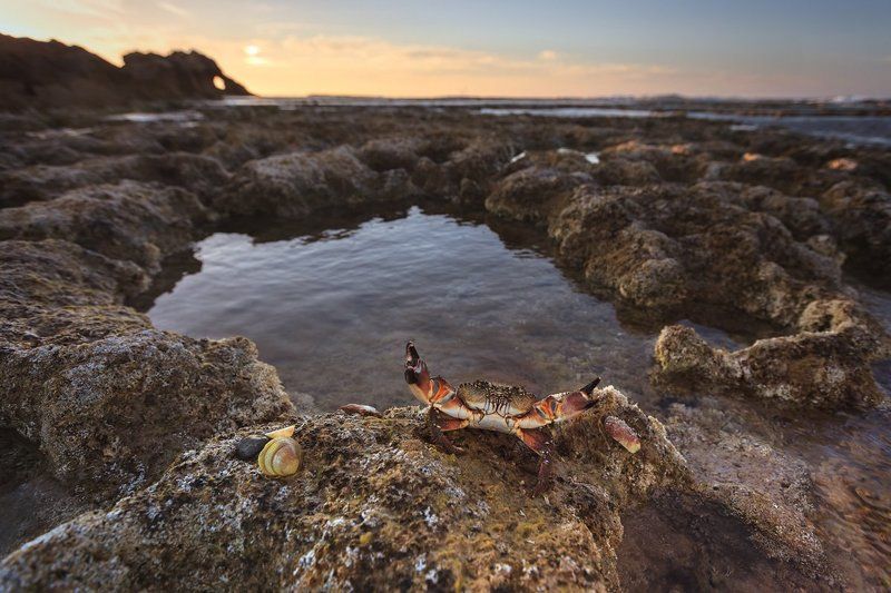 краб, море, пейзаж, ракушки, закат, средиземное море, клешни, животные, природа, камни, облака, Держи краба фото превью