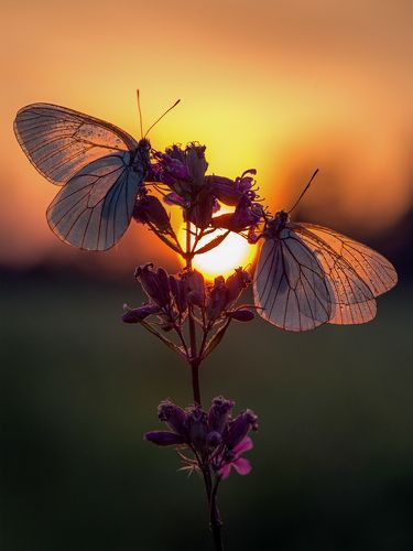 Вечер белянок