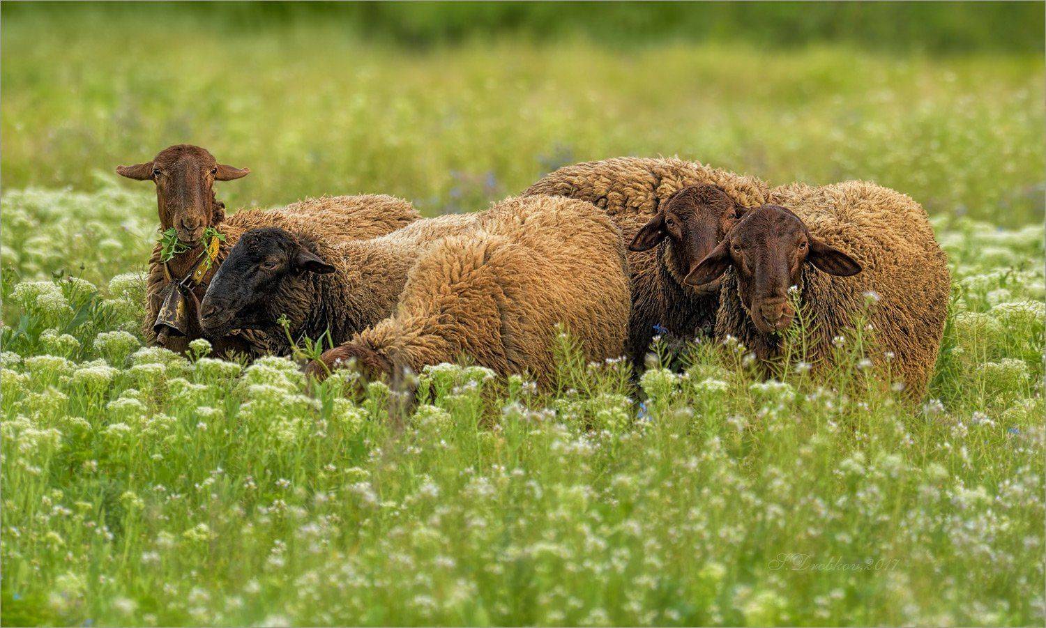 овцы, весна, вечер, поле, Sergey Drobkov