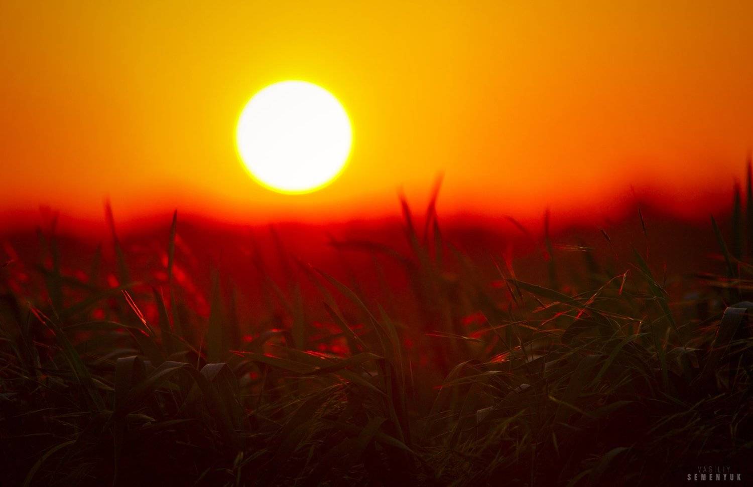 крым, солнце, поля, закат, молодая пшеница, ветер, трава, настроение., Семенюк Василий