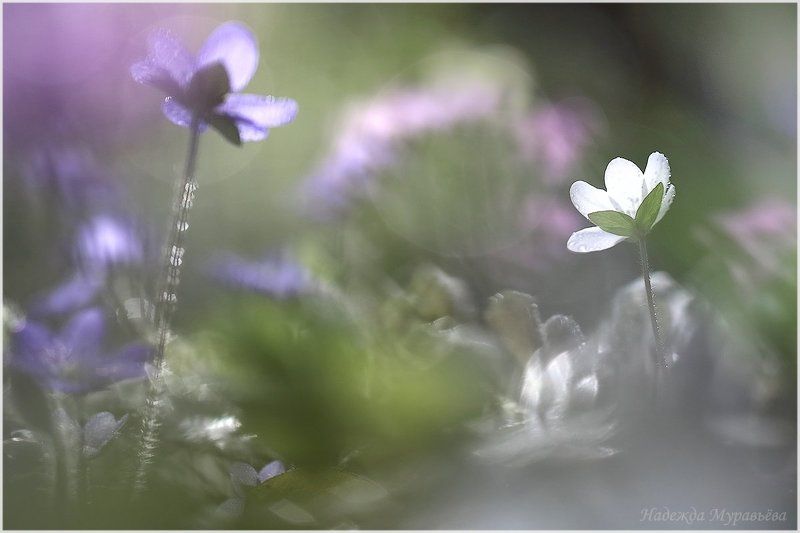 печёночница,  hepática,  перелеска Про весну фото превью