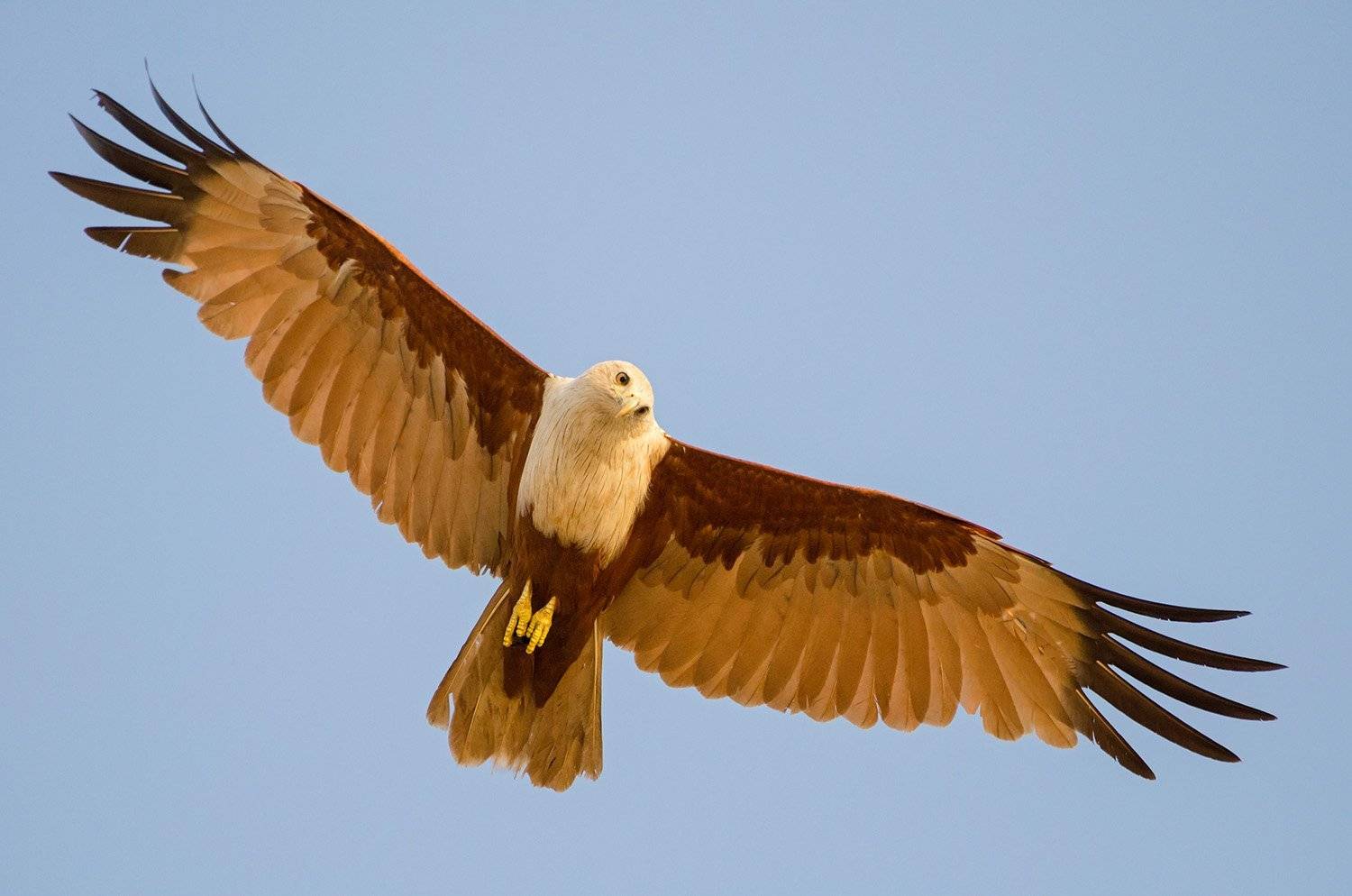браминский коршун, алексей овчинников
