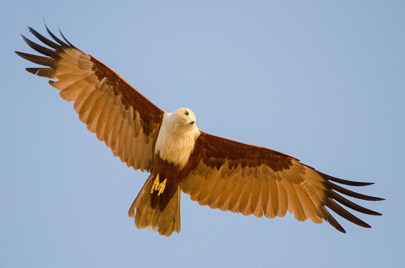 браминский коршун браминский коршун фото превью