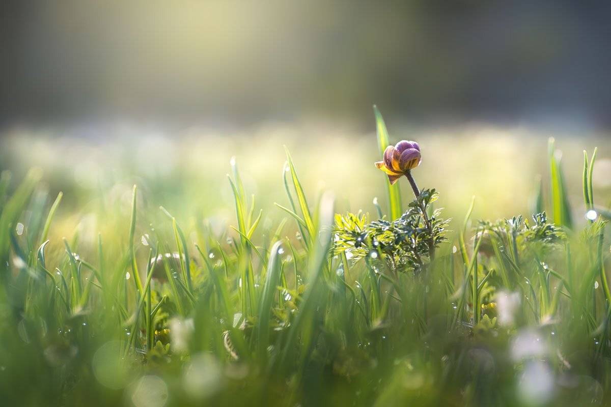 , Шинкарева Елена