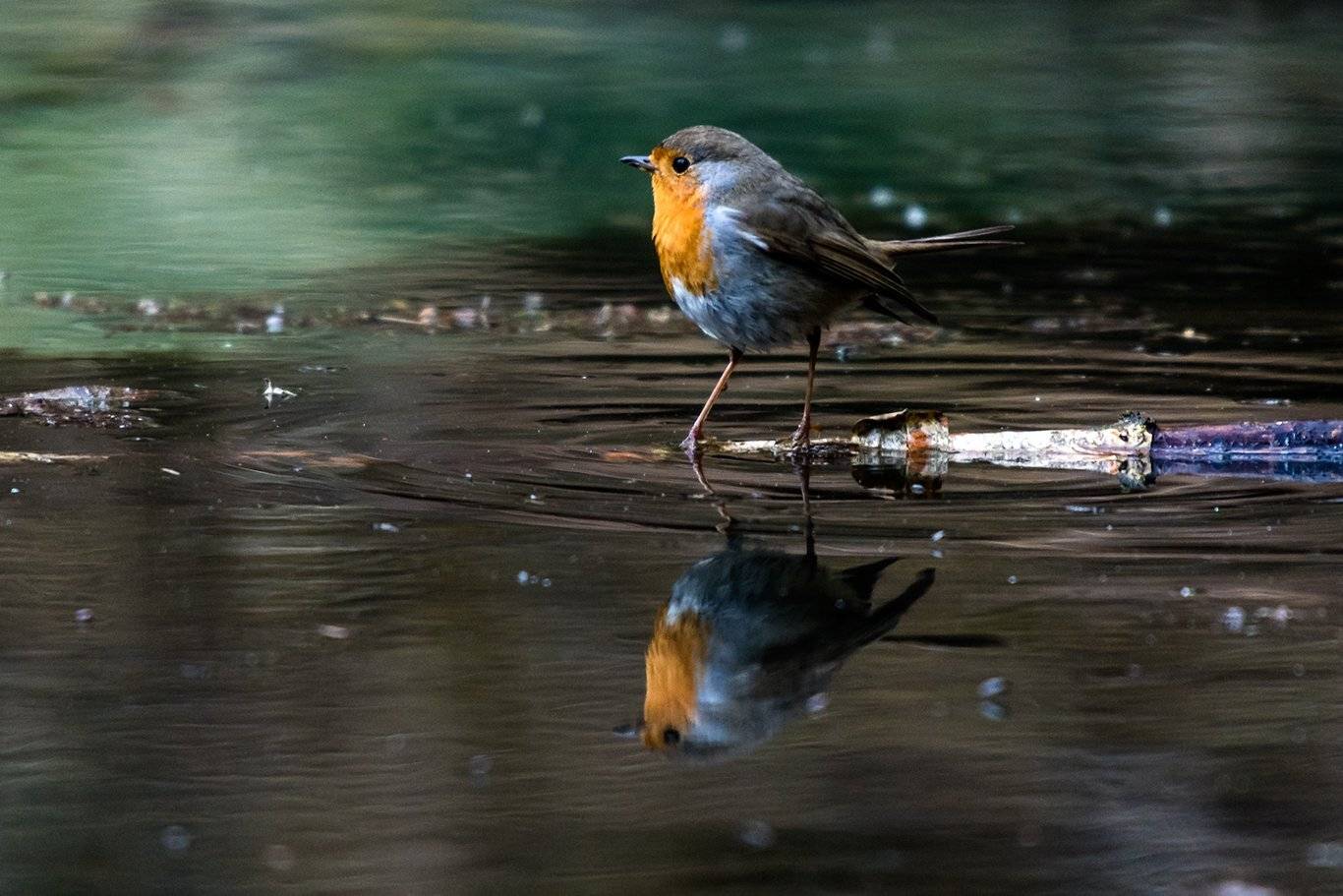 , Александр Абросимов