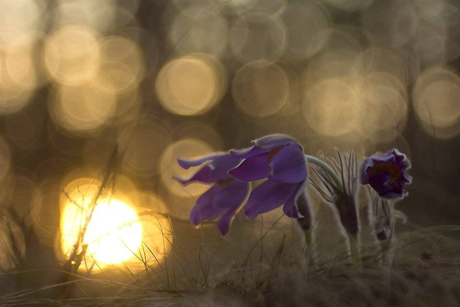 , Иваненко Светлана