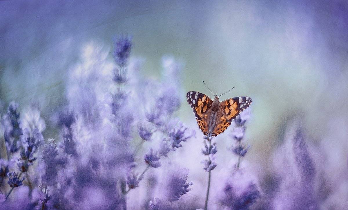 , Татьяна Аверина