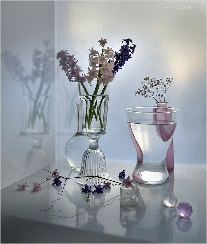 , Шипунова Ирина