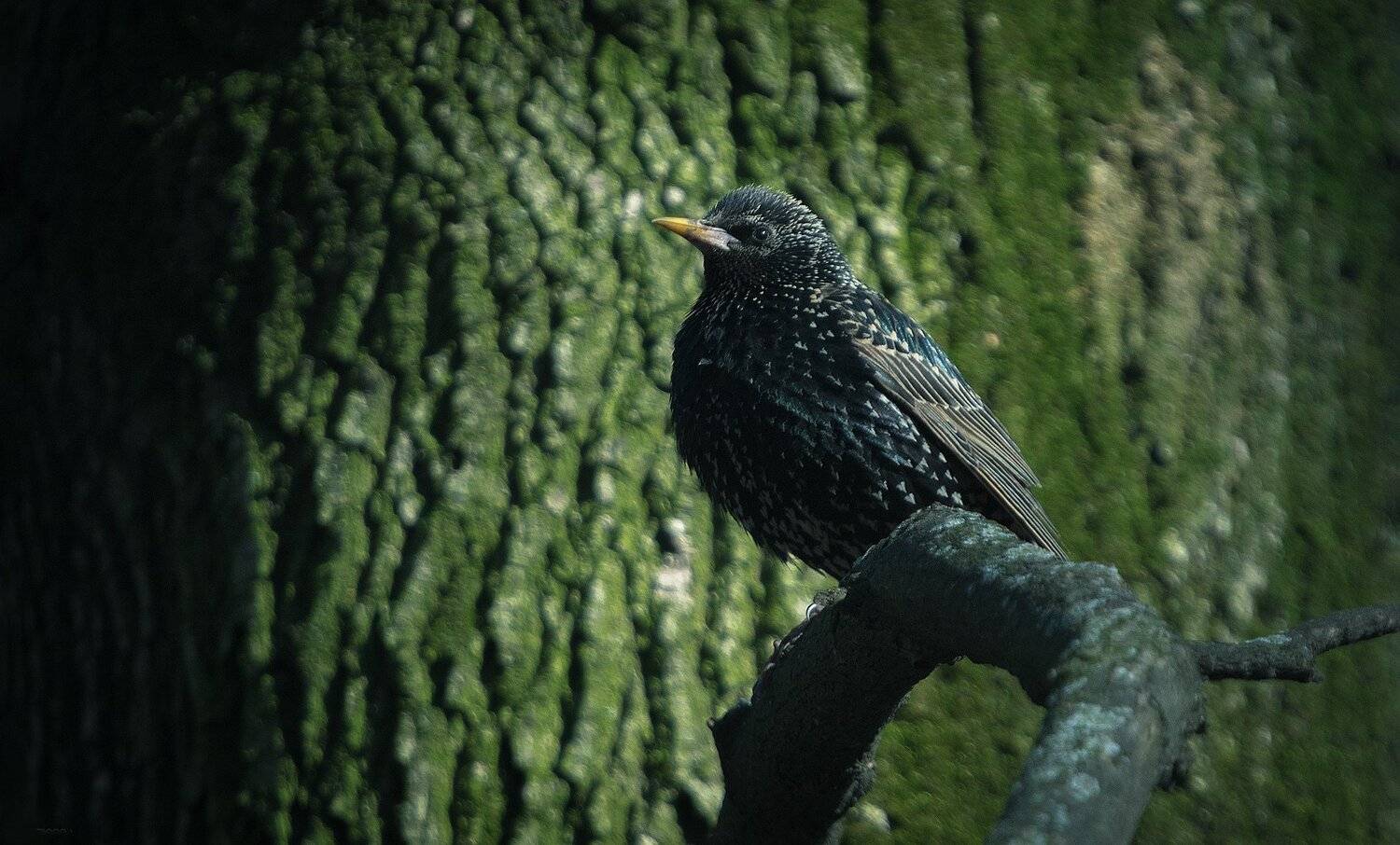 природа, лес, животные, птицы, Дмитрий Посевич