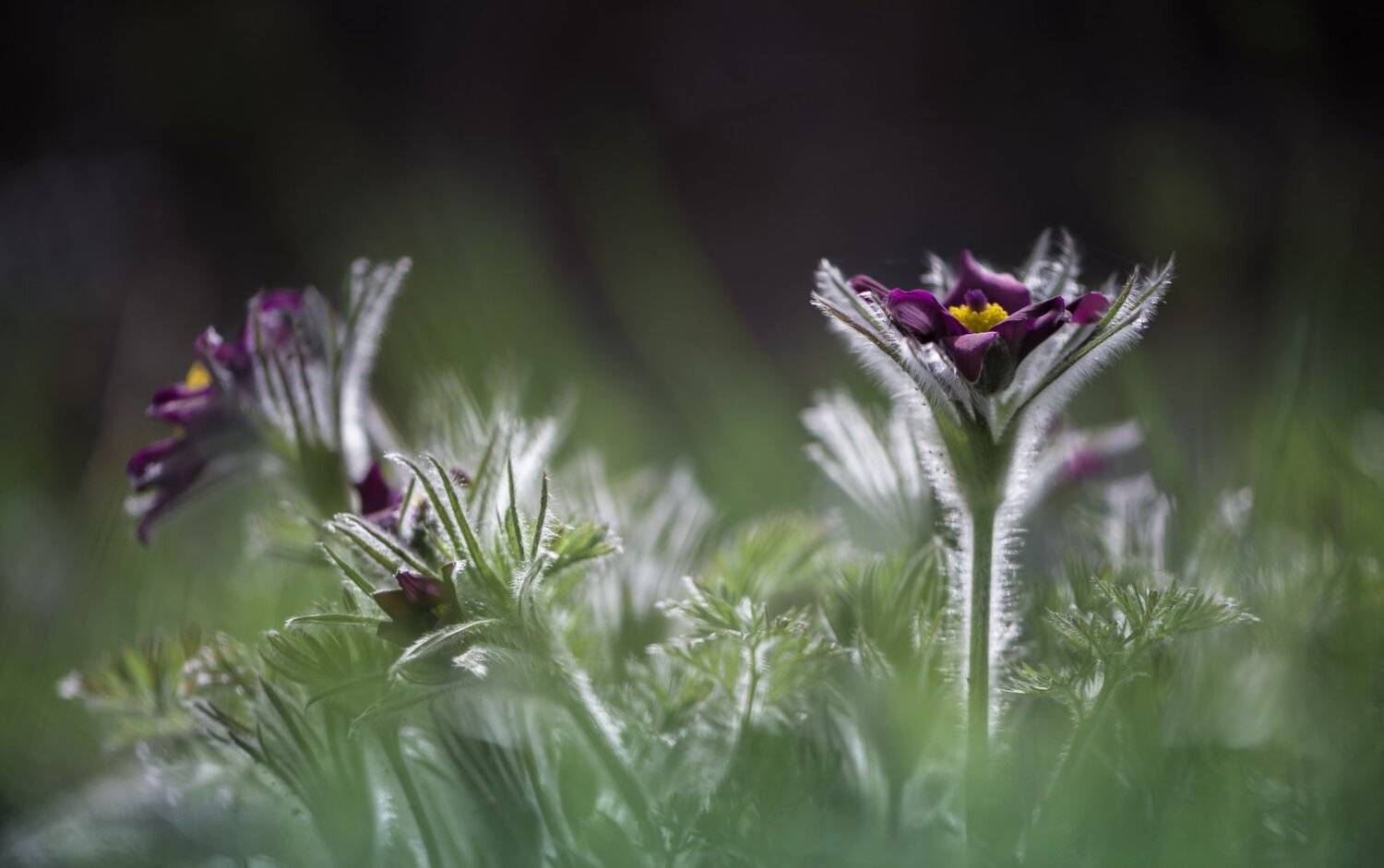 природа, макро, весна, цветы, прострел, сон-трава, Неля Рачкова