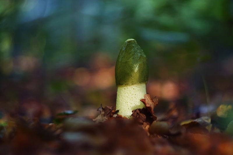 Весёлки фото превью