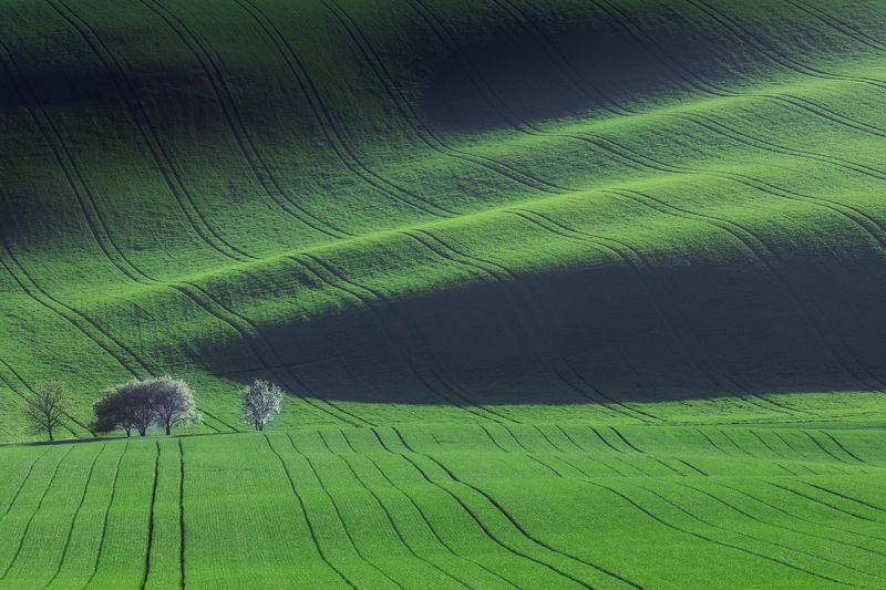 моравия, весна, дерево, трава, green Вельветовые волны фото превью